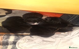 British Shorthair cats for sale: 3 days old kittens ready in 12 weeks - Image 1