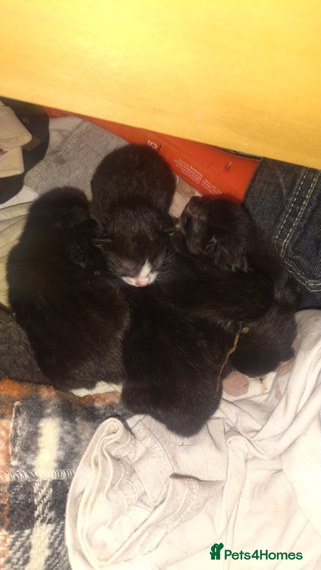 British Shorthair cats for sale: 3 days old kittens ready in 12 weeks - Image 1