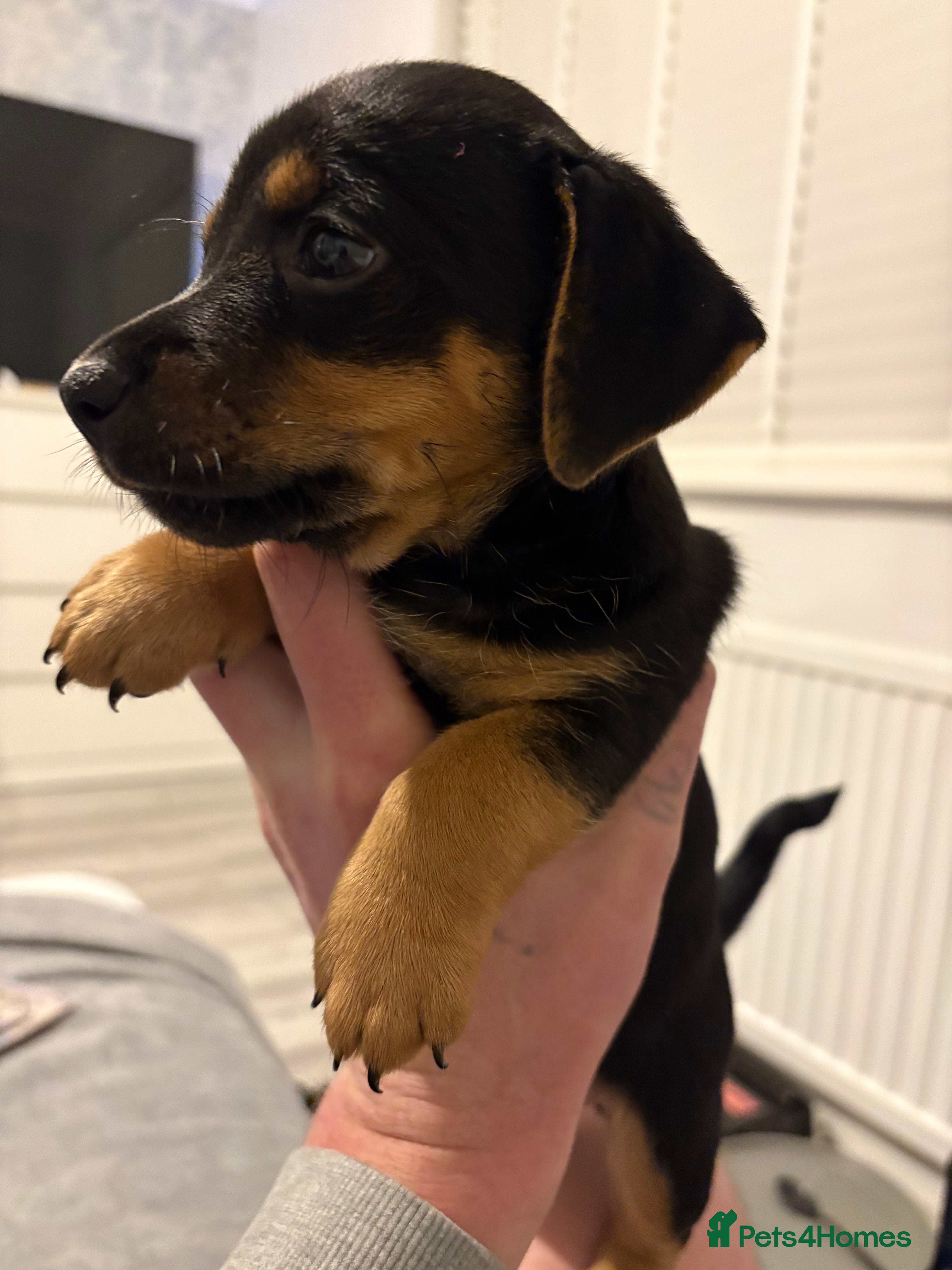 Jack Russell dogs Much wenlock jrt puppies 8 weeks old  - Advert 8