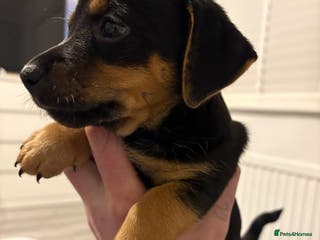 Jack Russell dogs Much wenlock jrt puppies 8 weeks old - Advert 2