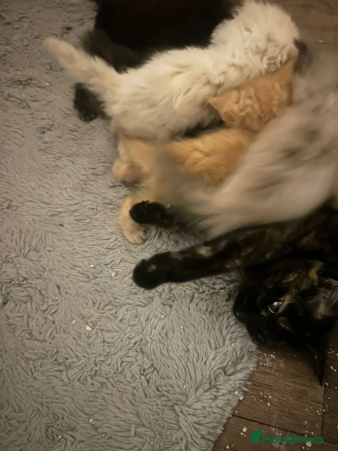 Mixed Breed cats for sale: Kittens for sale  - Advert 4