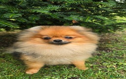 Pomeranian dogs for sale: *Beautiful female 15 month pomeranian* - Image 3