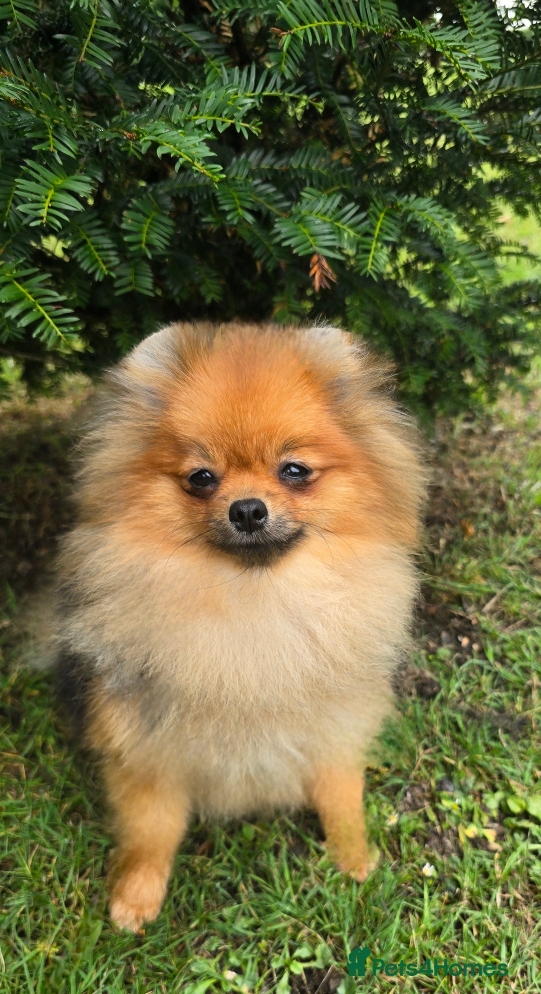 Pomeranian dogs for sale: *Beautiful female 15 month pomeranian* - Image 3