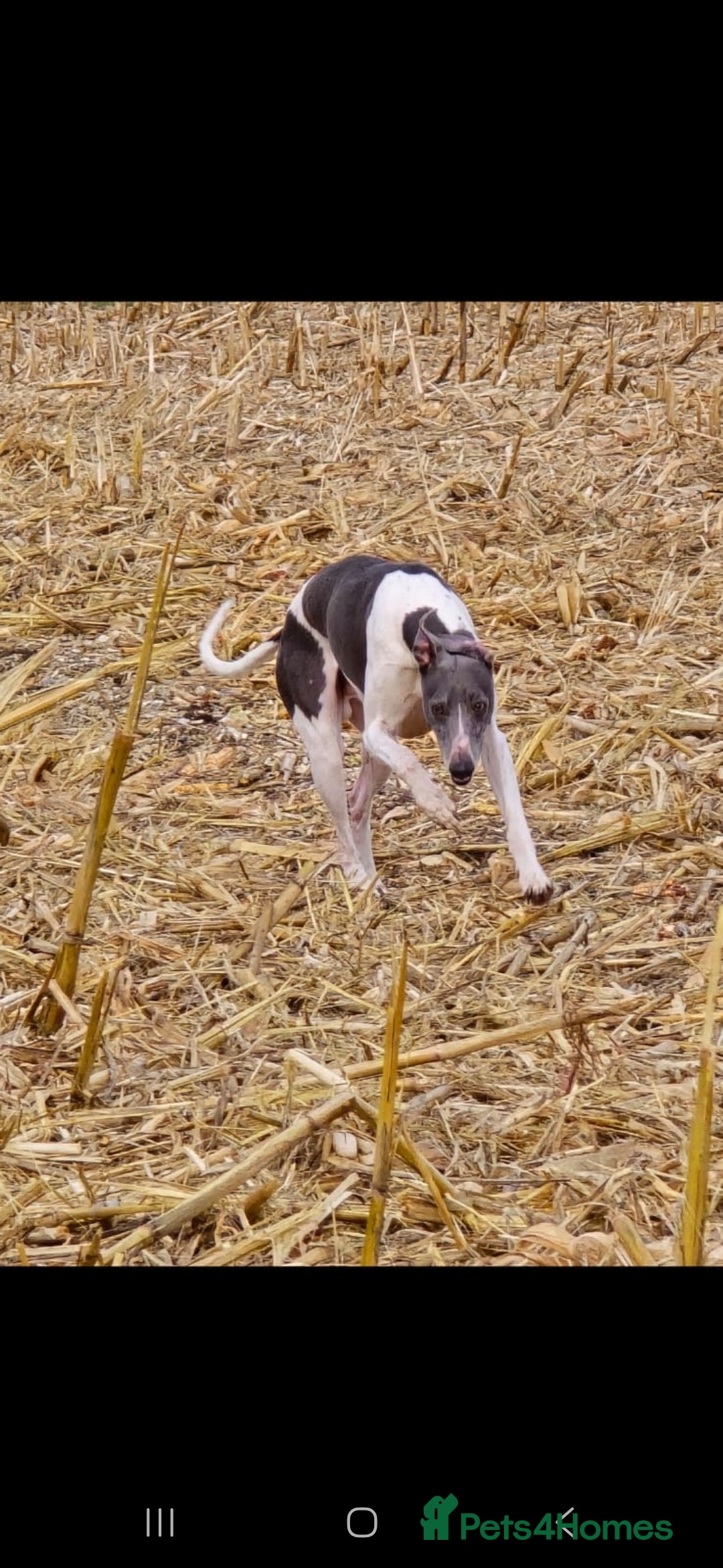 Whippet dogs for stud: Kc reg whippet stud dog - Advert 3