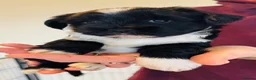 Tibetan Terrier dogs for sale: Stunning Registered Tibetan Terrier Puppies in Frinton-on-Sea - Advert 5