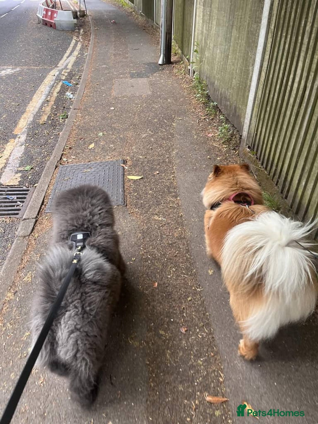 Chow Chow dogs for sale: Chow chow  - Image 10