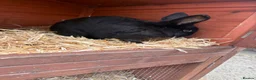 Netherland Dwarf rabbits for sale: Young Rabbit for rehoming  - Advert 3