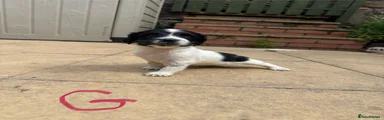English Springer Spaniel 7