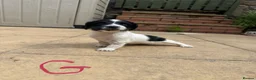 English Springer Spaniel dogs for sale: Beautiful English Springer Spaniel Puppies - Advert 9