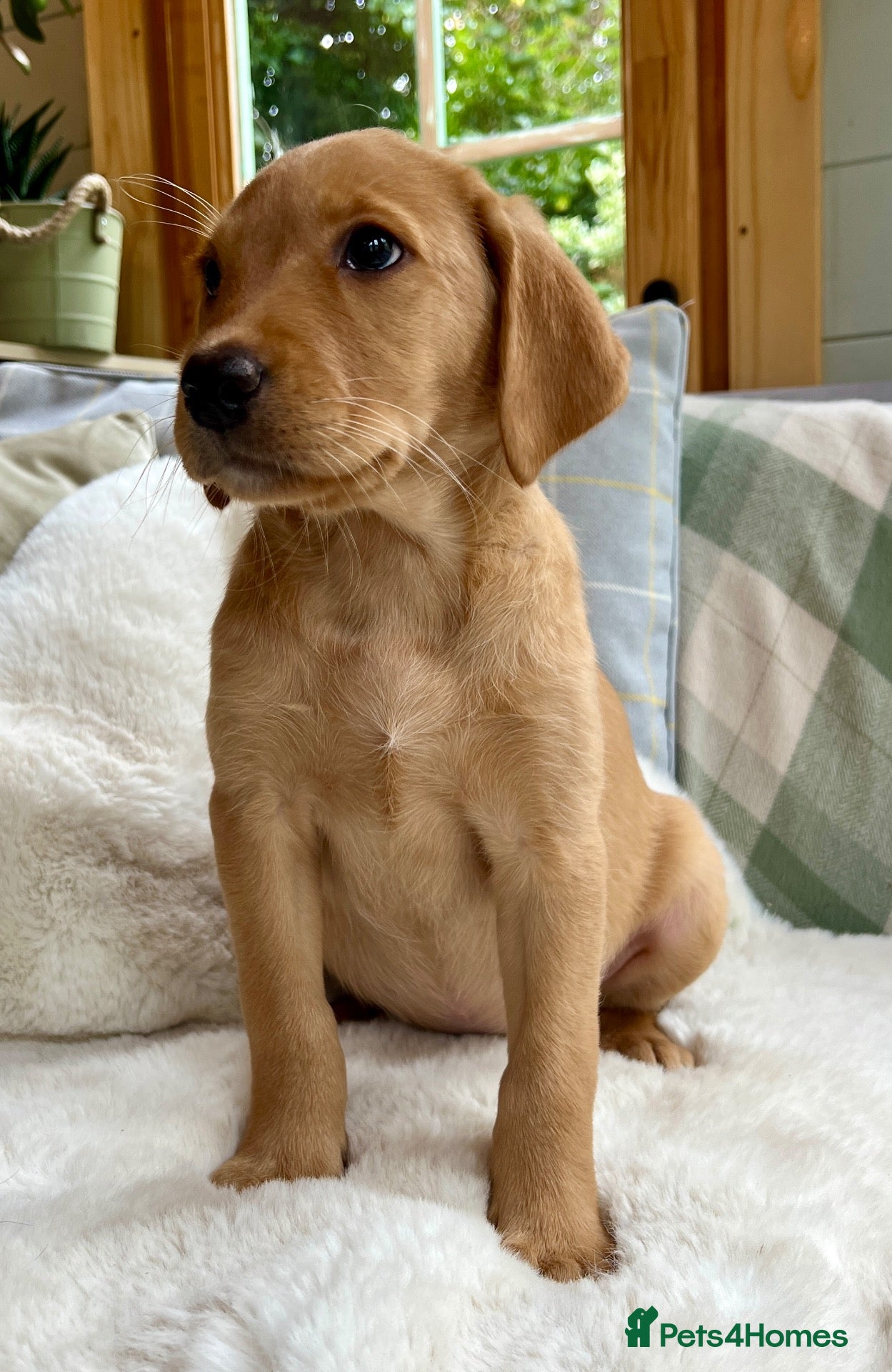 Labrador Retriever dogs KC reg Labrador , health tested parents  - Advert 2