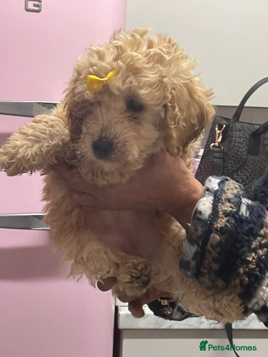 Mixed Breed dogs for sale: Miniature red poodles puppies for sale in Reading - Advert 7