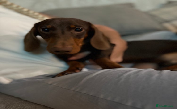 Miniature Dachshund dogs - Advert 16