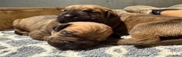 Boerboel dogs for sale: Stunning litter arrived- waitlist open - Advert 6
