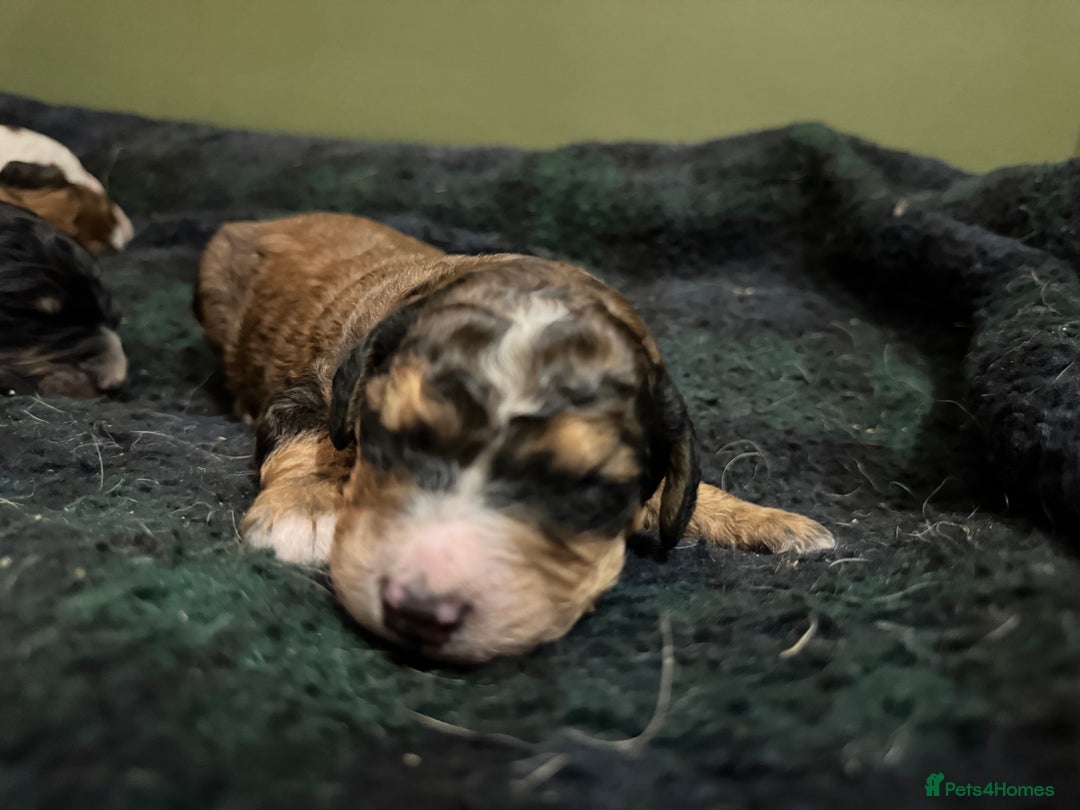 Bernedoodle dogs for sale: Bernedoodle F1B puppies - Image 26