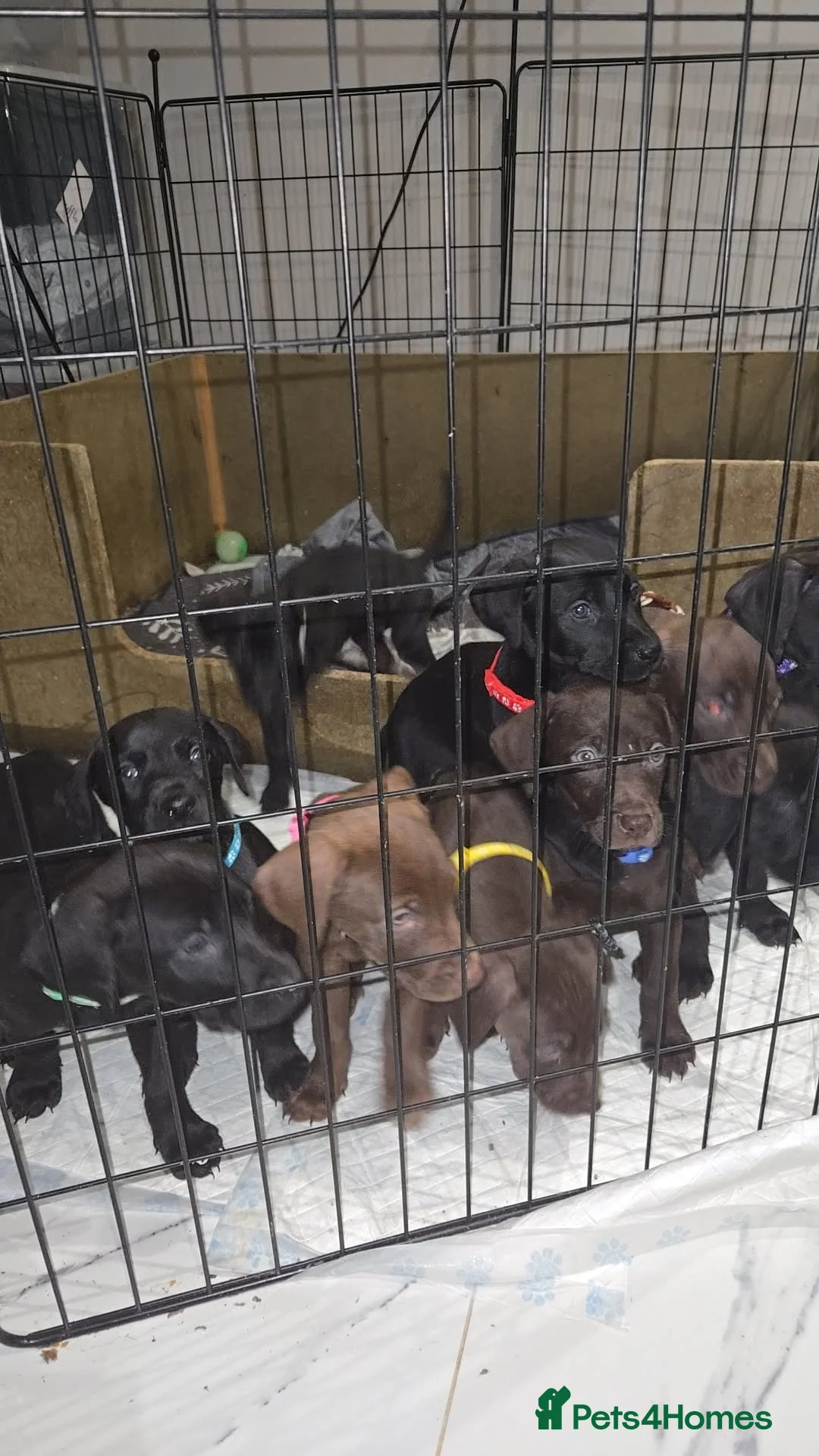 Mixed Breed dogs for sale: Doberman x Weimaraner Cross - Advert 23