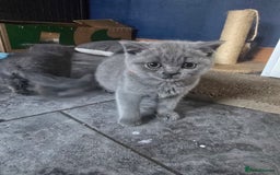 British Shorthair cats for sale: British short hair - Image 5