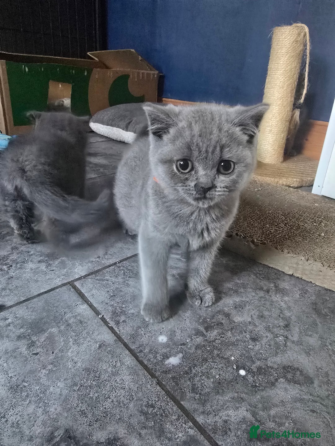 British Shorthair cats for sale: British short hair - Image 5