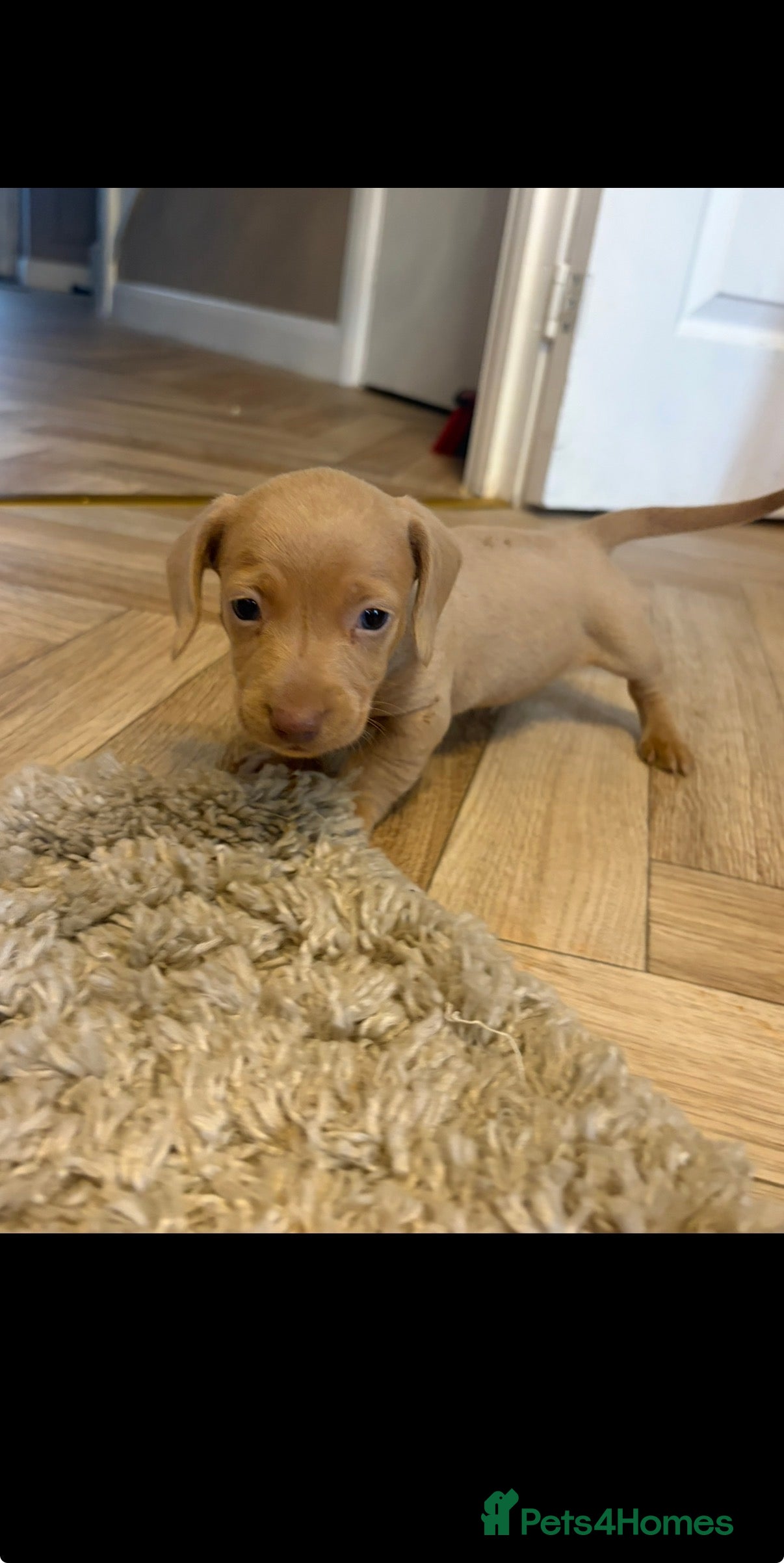 Dachshund dogs Beautiful dashound puppy’s  - Advert 2