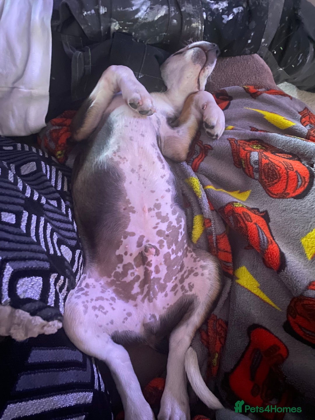 Mixed Breed dogs for sale: Cane corso x cocker spaniel puppy  - Image 6