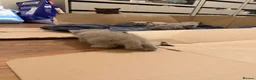 British Shorthair cats for sale: British shorthair kittens  - Advert 6