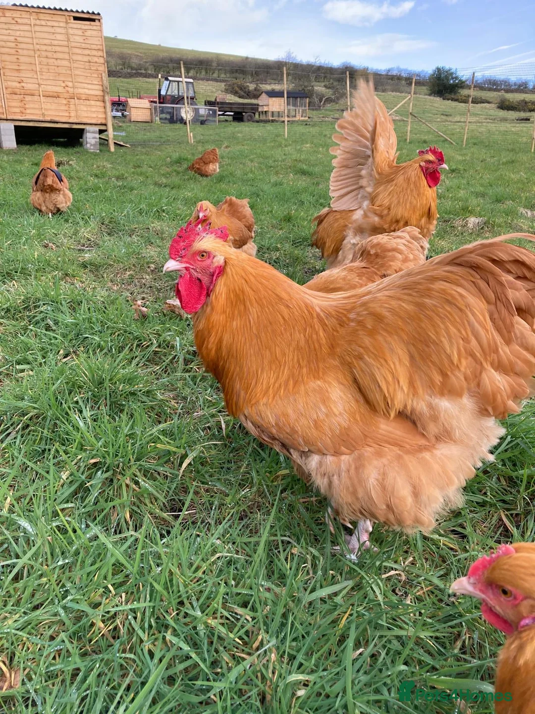 Chickens poultry for sale: White silkies and buff Orpingtons  - Advert 3