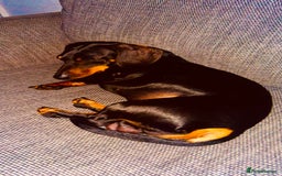 Dachshund dogs for stud: Dachshund for stud  in Heywood - Image 10