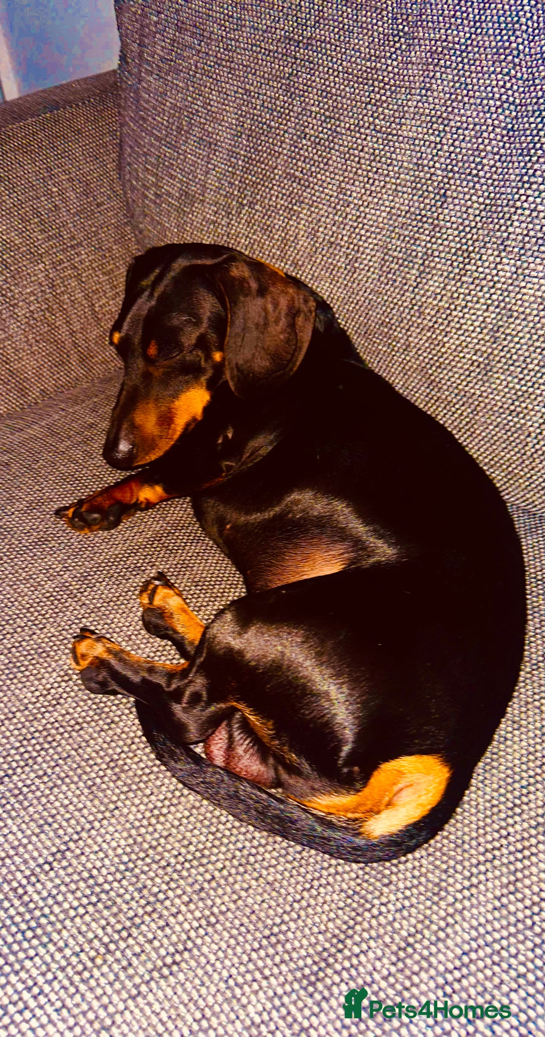 Dachshund dogs for stud: Dachshund for stud  in Heywood - Image 10