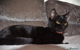 British Shorthair cats for sale: British short hair baby boys - Image 8