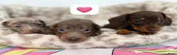 Dachshund dogs for sale: Beautiful dachshund puppies  - Advert 5
