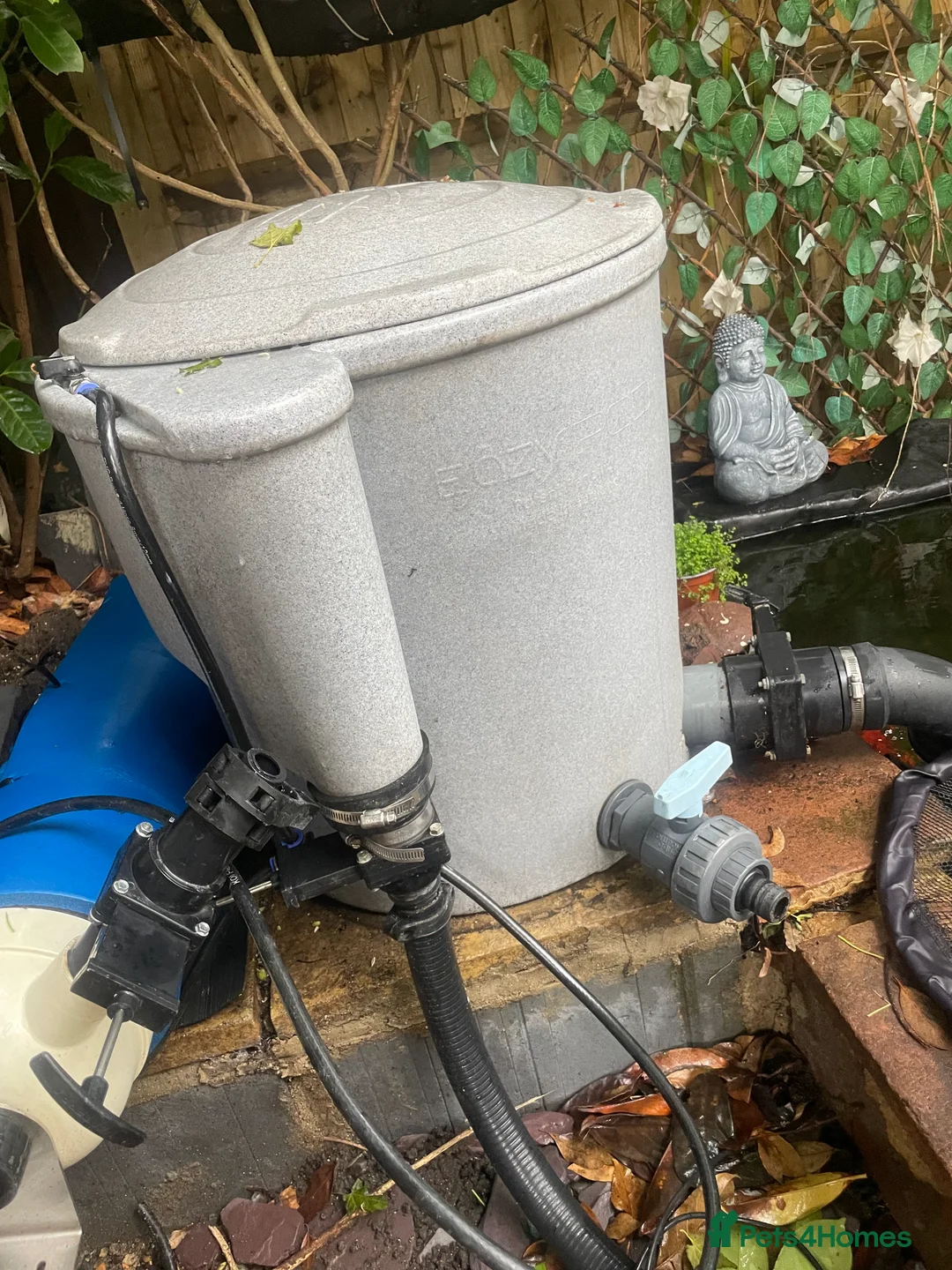 Koi Carp fish for sale: Shusui £90. Chagoi £80 Ghost £50 - Advert 8