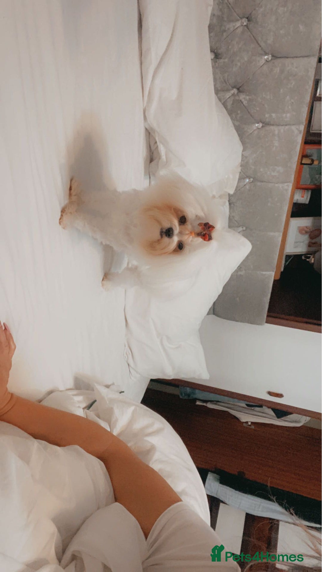 Maltese dogs for sale: Puppy  - Image 10