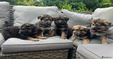 German Shepherd dogs - Advert 13