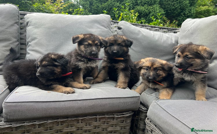 German Shepherd dogs - Advert 3