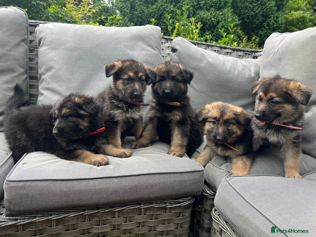 German Shepherd dogs for sale: *READY NOW!!* KC DNA BVA German Shepherds - Image 3