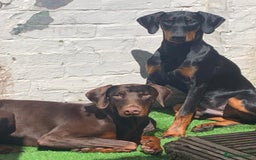 Dobermann dogs for sale: Doberman puppies looking for their forever homes  in Torquay - Image 17