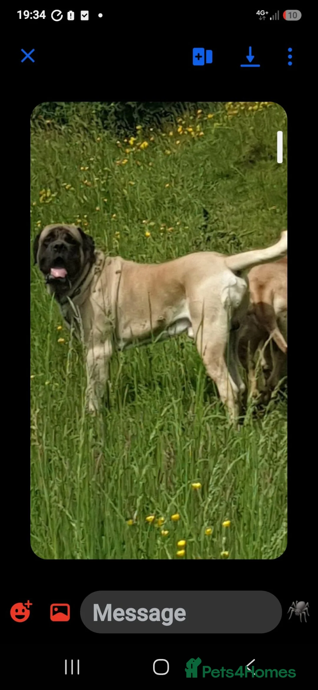 Mastiff dogs for sale: English mastiff - Advert 2