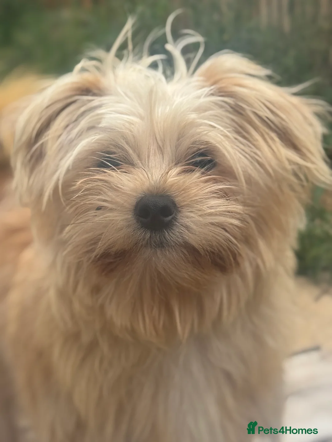 Yorkiepoo dogs for sale: Brothers  - Advert 6