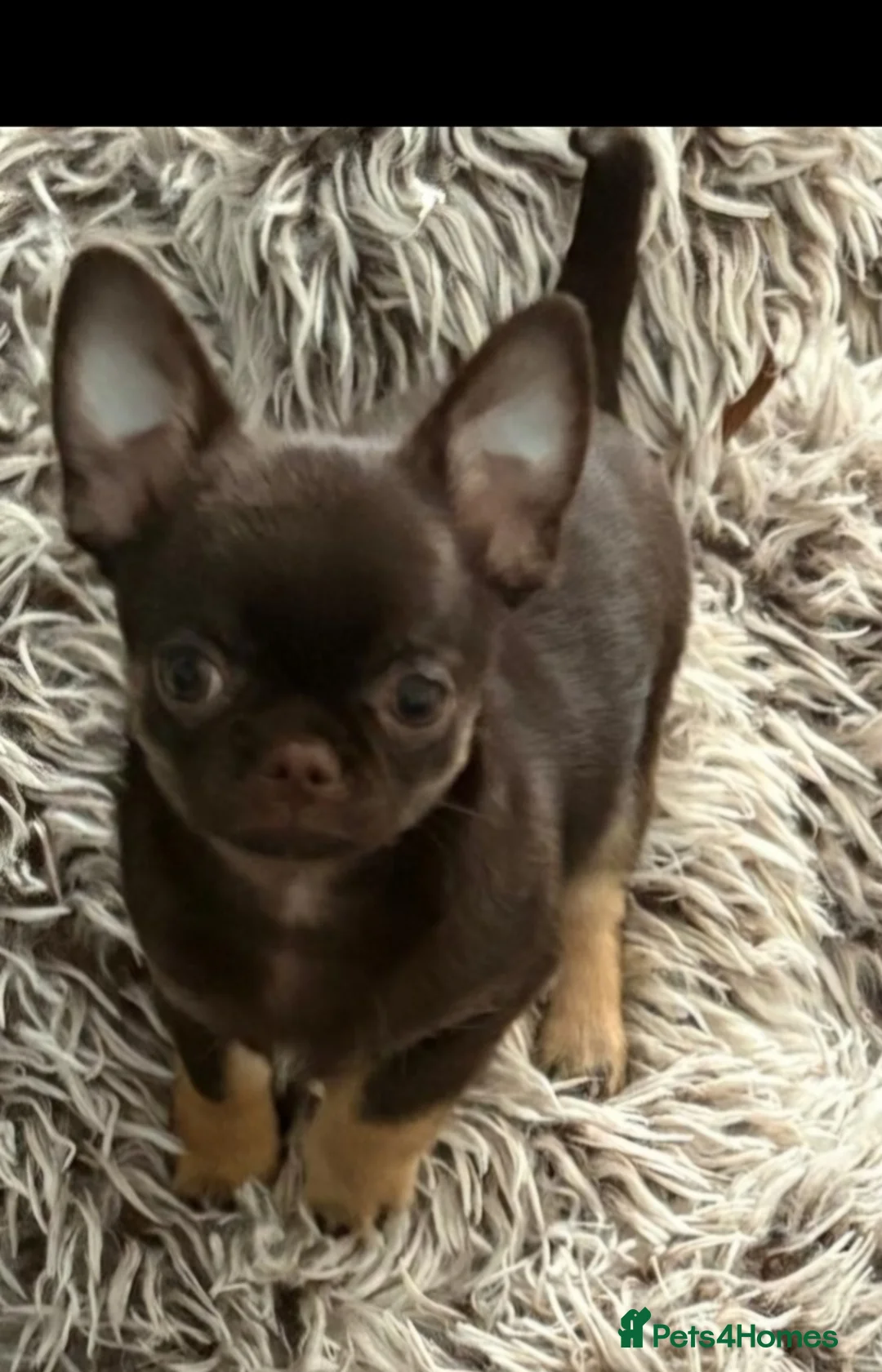 Chihuahua dogs for sale: Stunning Chihuahua boy - Advert 1