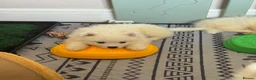 Samoyed dogs for sale: Crufts line + health tested Samoyeds - Advert 10