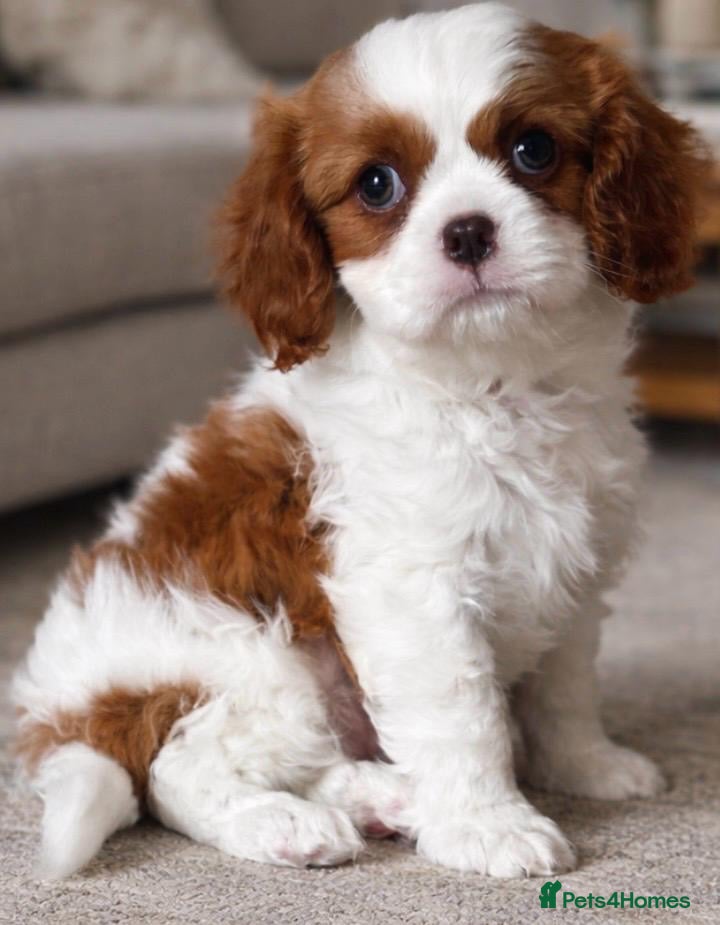 Cavalier King Charles Spaniel dogs Cavalier King Charles spaniel - Advert 12