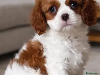 Cavalier King Charles Spaniel dogs Cavalier King Charles spaniel - Advert 12