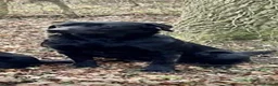 Labrador Retriever dogs for sale: Stunning,confident and loving Labrador puppies.  - Advert 7