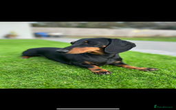 Miniature Dachshund dogs for sale: Miniature dachshund puppies  - Advert 10