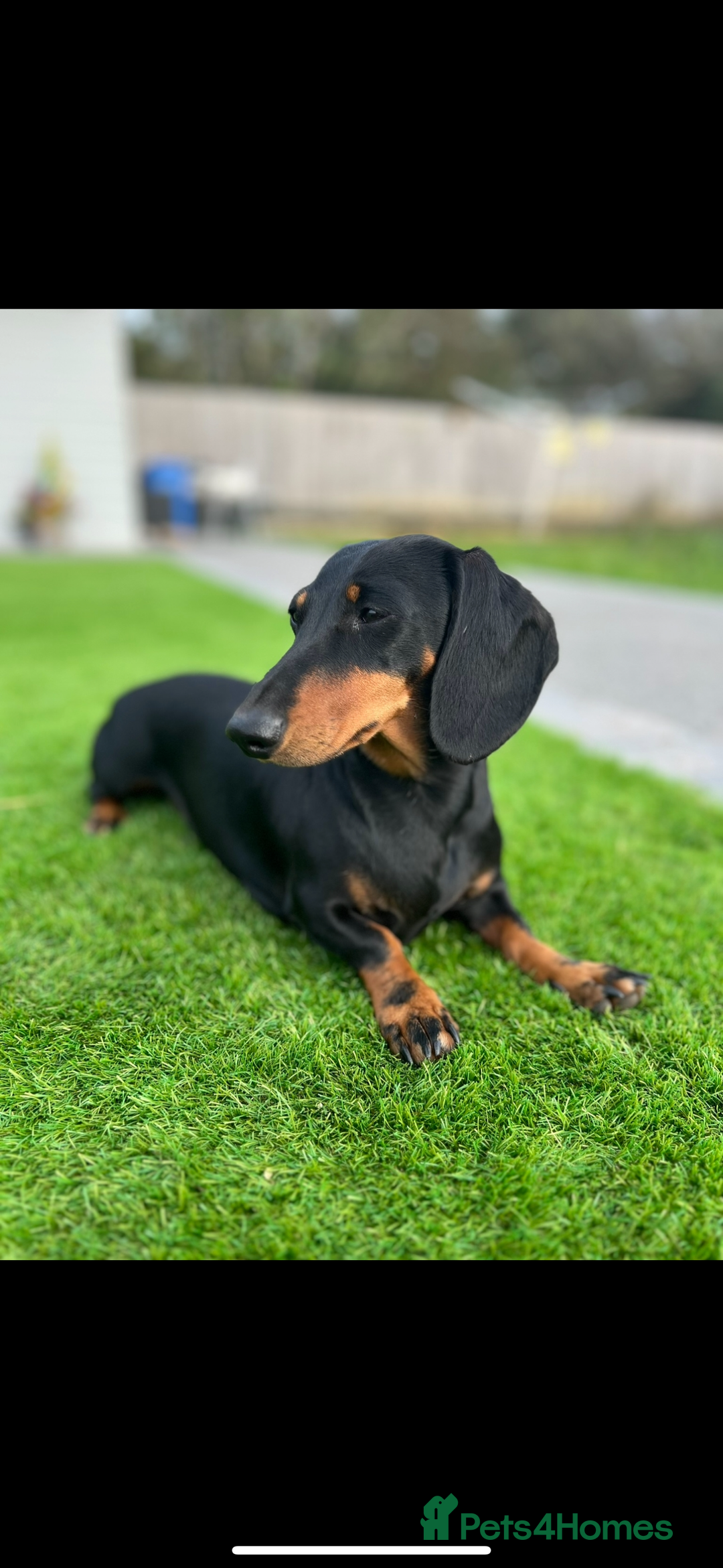 Miniature Dachshund dogs for sale: Miniature dachshund puppies  - Advert 10