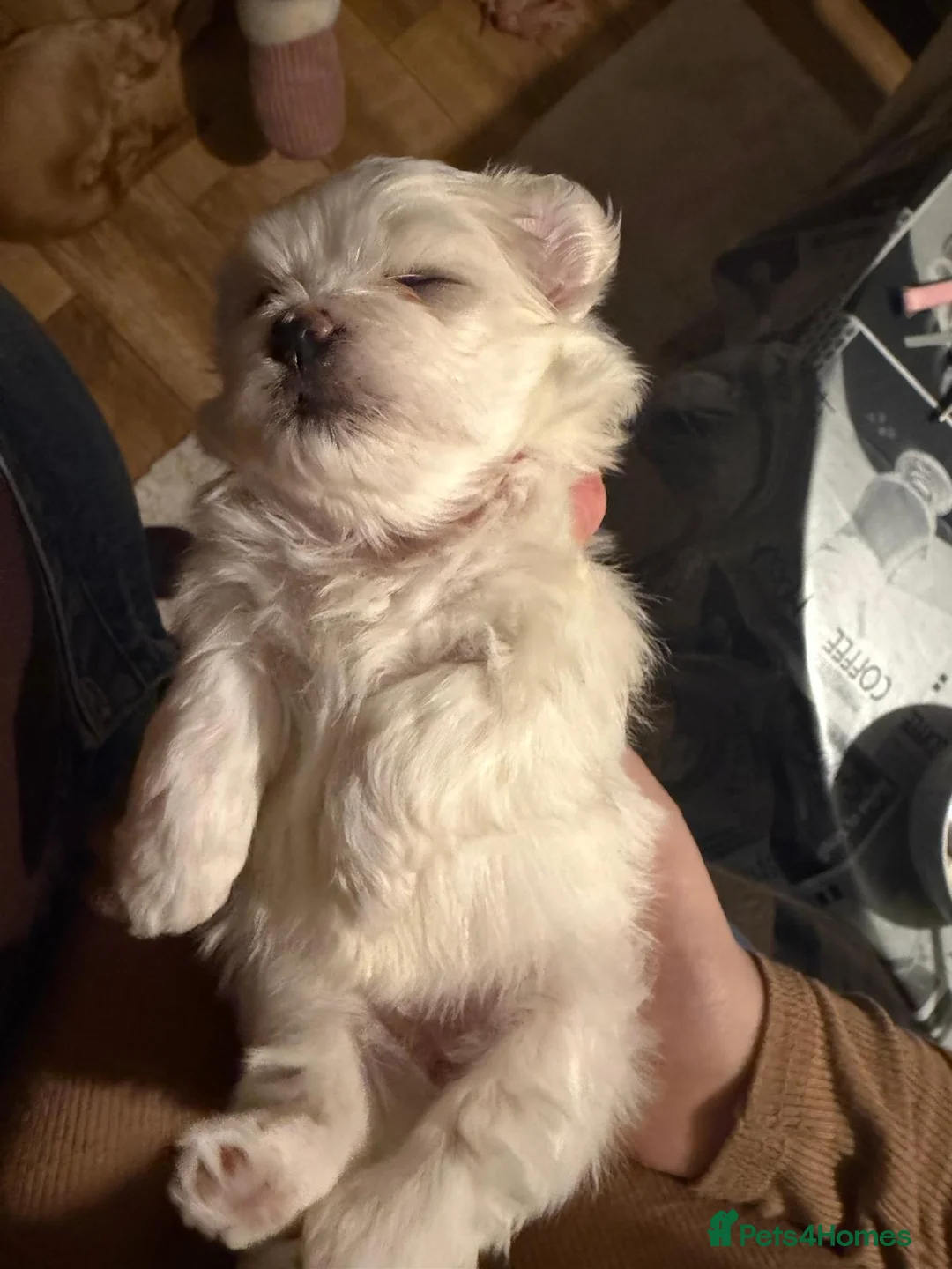 Maltese dogs for sale: Maltese babies - Advert 36