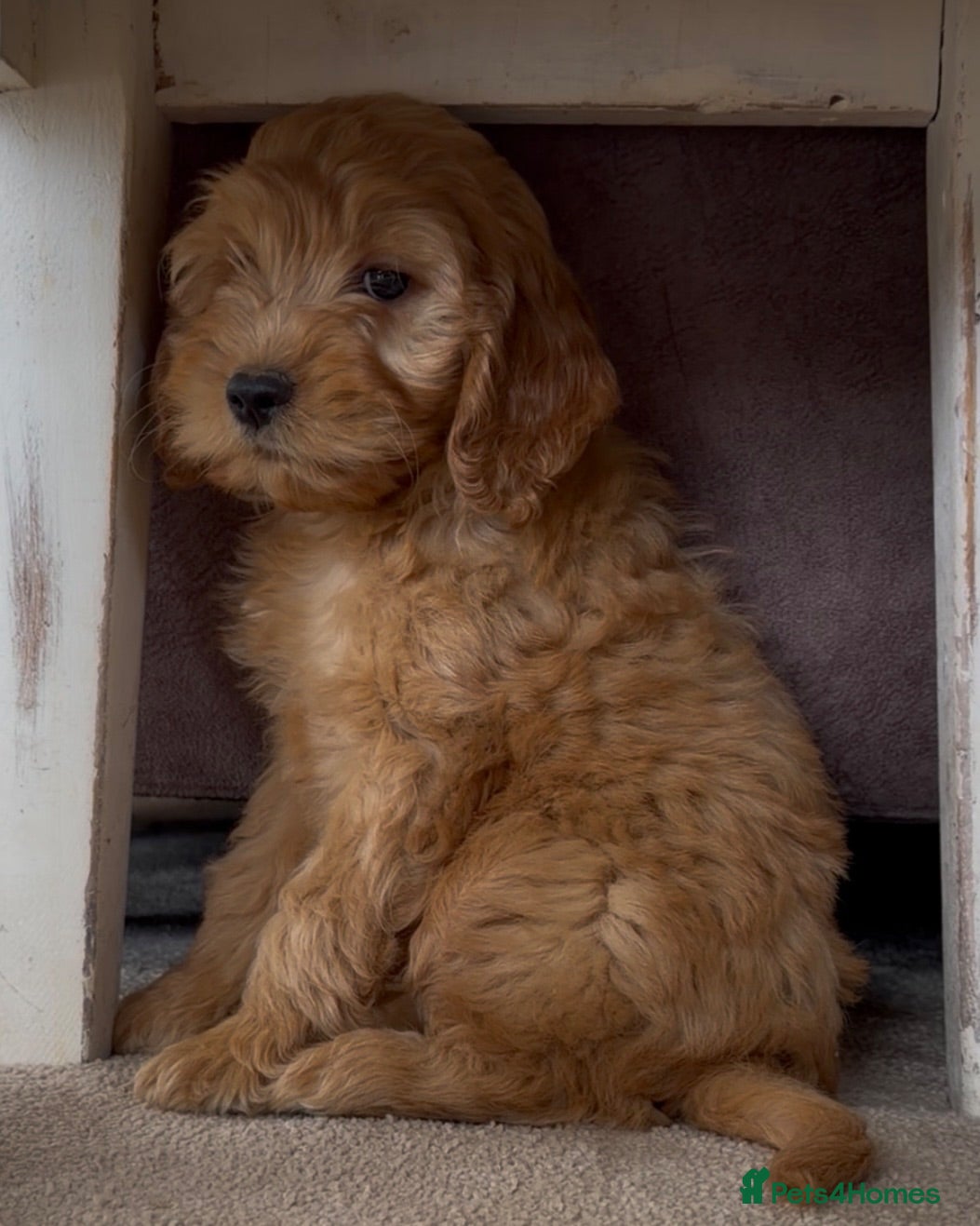 Cockapoo dogs Healthy cockapoos  - Advert 1