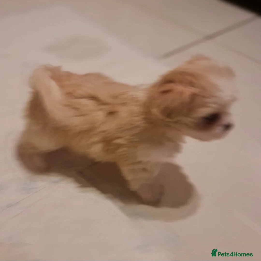Mixed Breed dogs for sale: Havanese x Maltese Havamalts - Advert 18