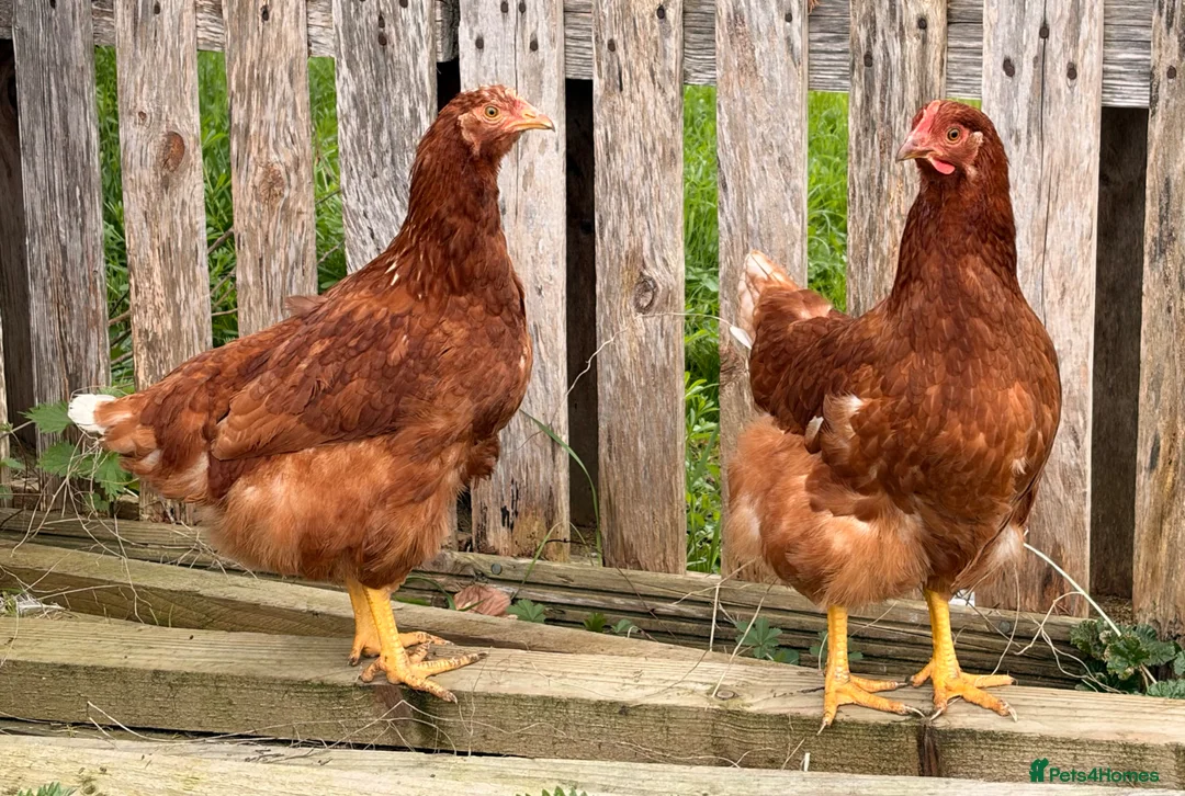 Chickens poultry for sale: Lovely Hyline Point of Lay pullets - Advert 1