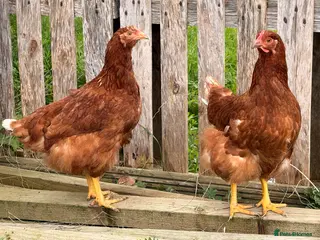 Chickens poultry Lovely Hyline Point of Lay pullets - Advert 7