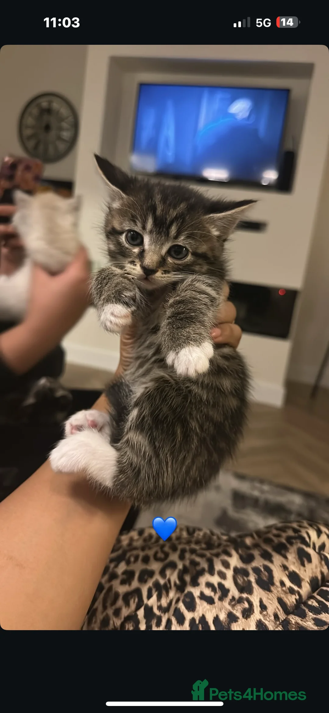 Mixed Breed cats for sale: kittens ready for their forever home - Advert 4